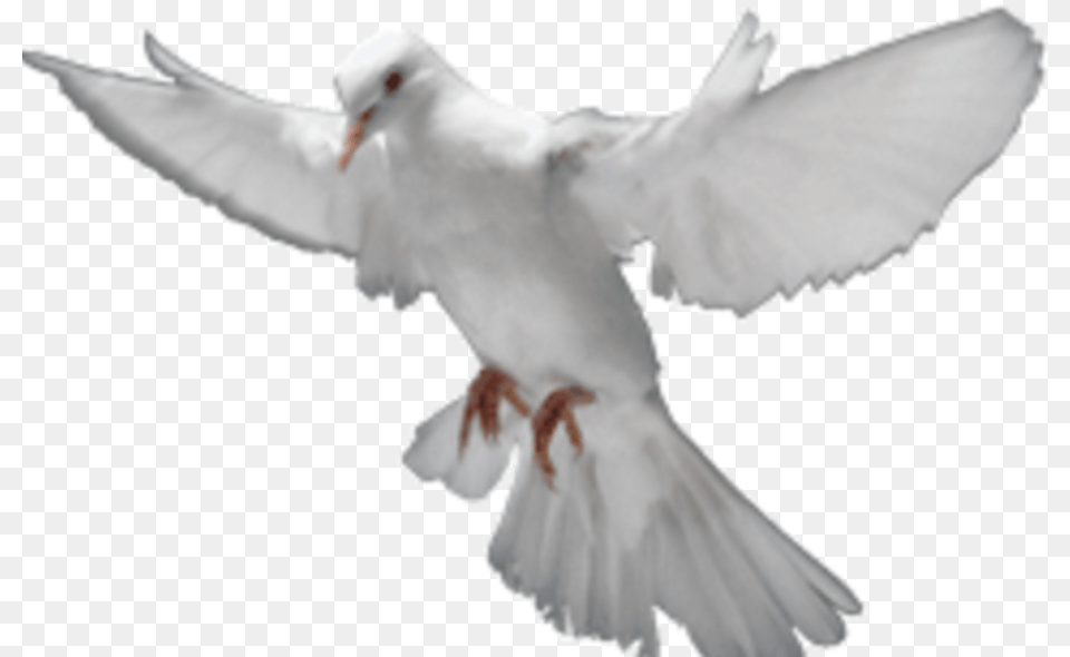 Holy Spirit Images Transparent, Animal, Bird, Pigeon, Dove Png Image