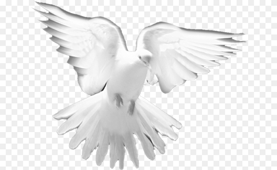 Holy Spirit White Doves, Animal, Bird, Pigeon, Dove Free Png Download