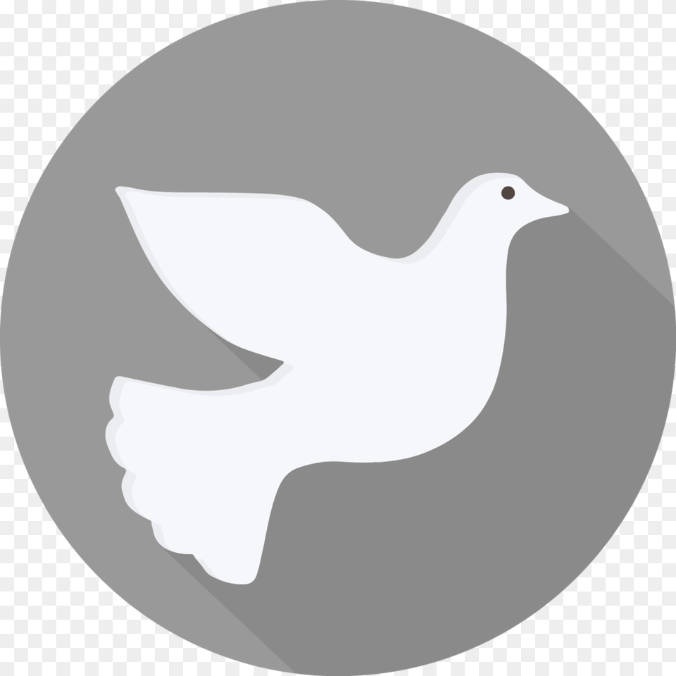 Holy Spirit White Holy Spirit Dove Bird, Animal, Pigeon, Fish, Sea Life Png