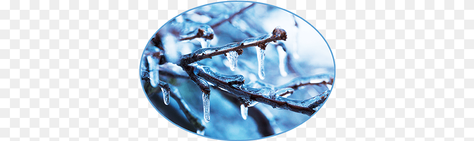 Holy With Red Berries Icicles Icy Branches, Ice, Nature, Outdoors, Winter Png