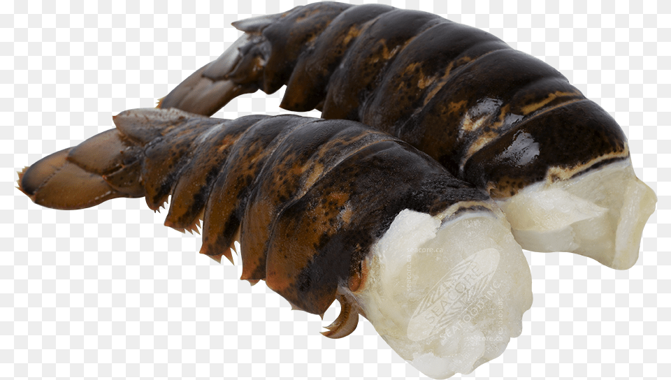 Homarus Americanus Tails, Animal, Food, Invertebrate, Lobster Png