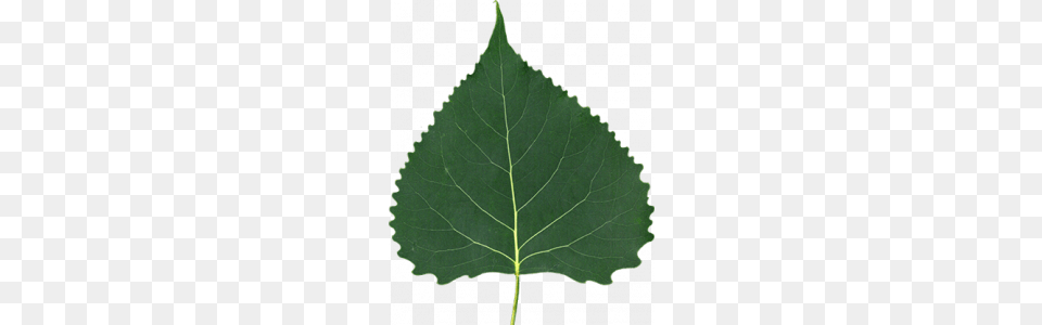 Home, Leaf, Plant, Tree, Oak Png Image