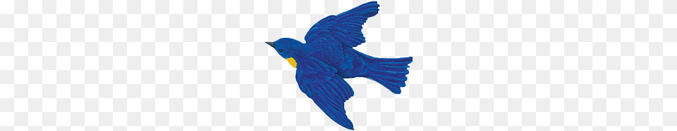 Home, Animal, Bird, Bluebird, Fish Png