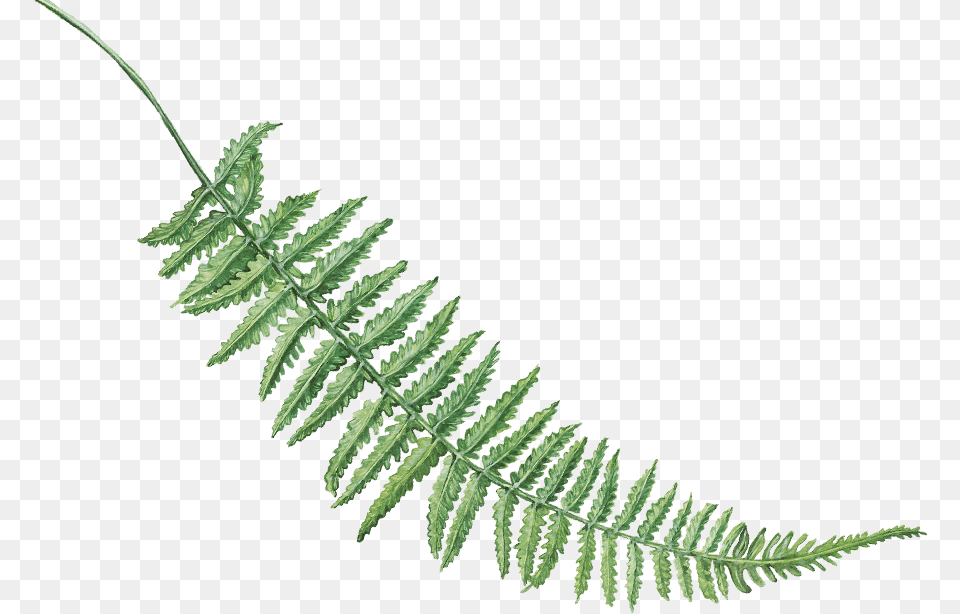 Home, Fern, Plant, Green, Architecture Png Image