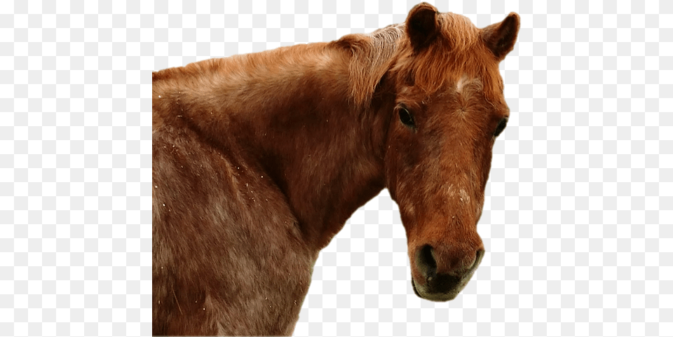 Home 2018 Sorrel, Animal, Colt Horse, Horse, Mammal Png Image