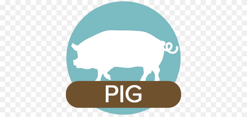 Home, Animal, Mammal, Pig, Hog Png Image