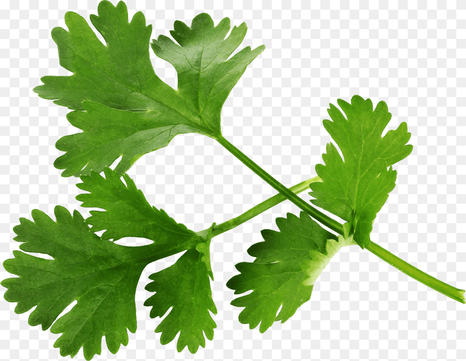 Home, Herbs, Parsley, Plant Png