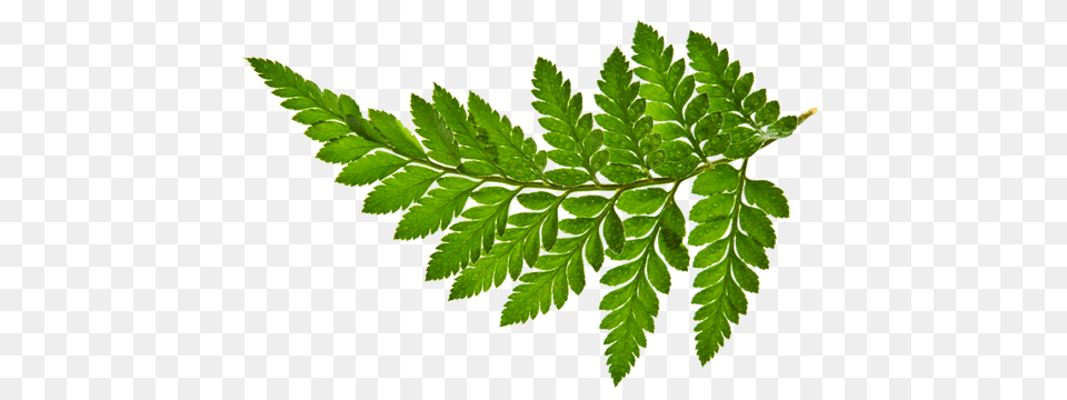 Home, Fern, Leaf, Plant Free Png