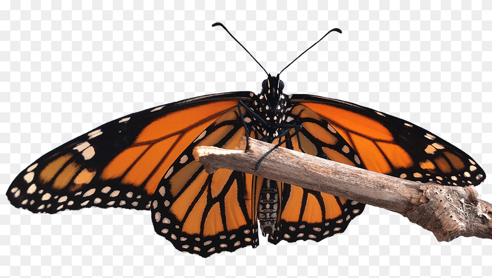 Home, Animal, Butterfly, Insect, Invertebrate Free Transparent Png