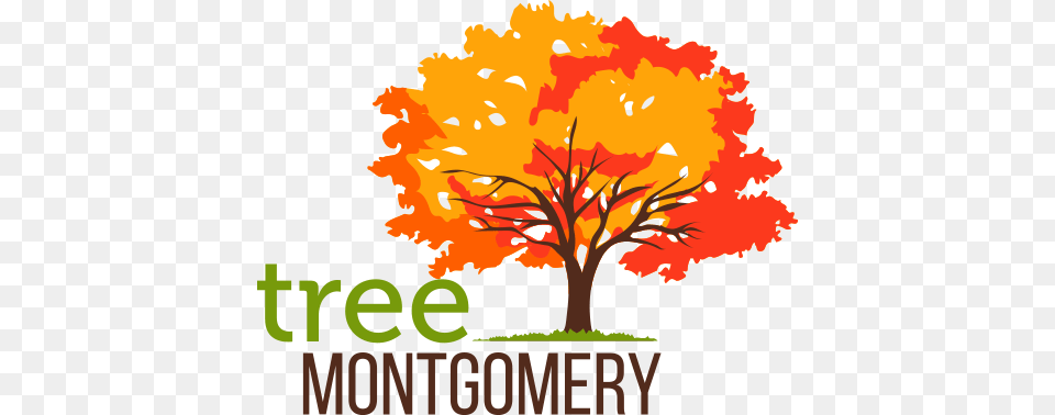 Home, Maple, Plant, Tree, Leaf Png