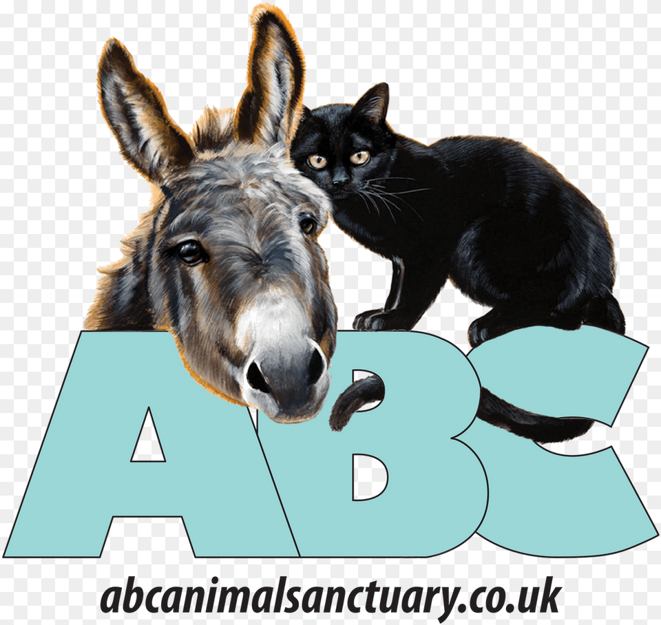 Home Abc Animal Sanctuary Black Cat, Donkey, Mammal, Pet Free Png Download