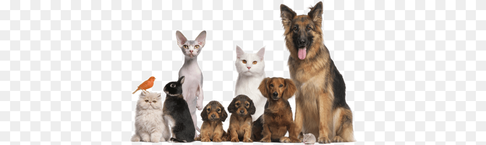 Home Airpetstays Animals From The Rspca, Animal, Canine, Dog, Pet Free Png Download