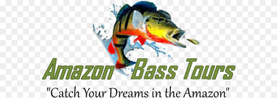 Home Amazonbasstourscom Language, Animal, Fish, Sea Life, Perch Free Transparent Png