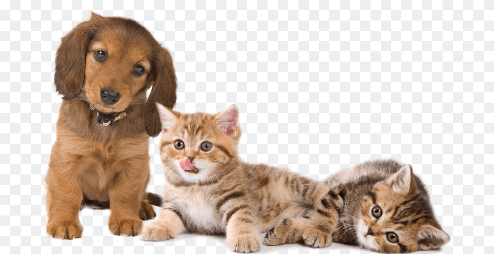 Home Animals, Animal, Canine, Cat, Dog Free Png Download