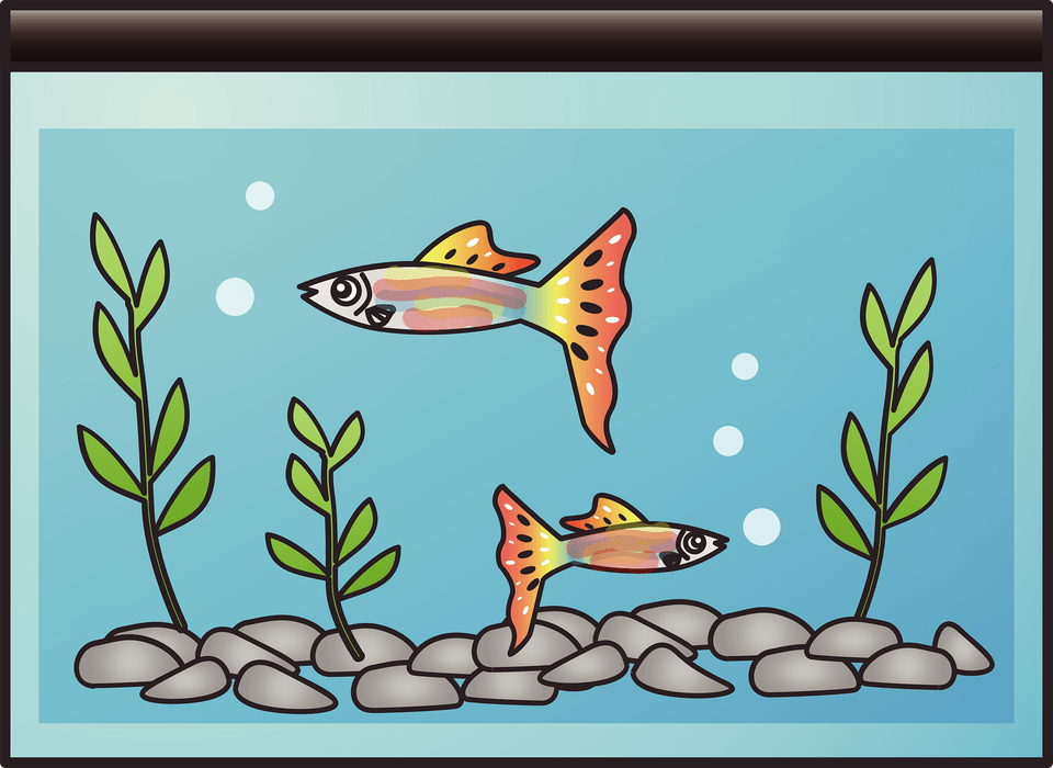 Home Aquarium Clipart, Animal, Sea Life, Fish Free Png Download