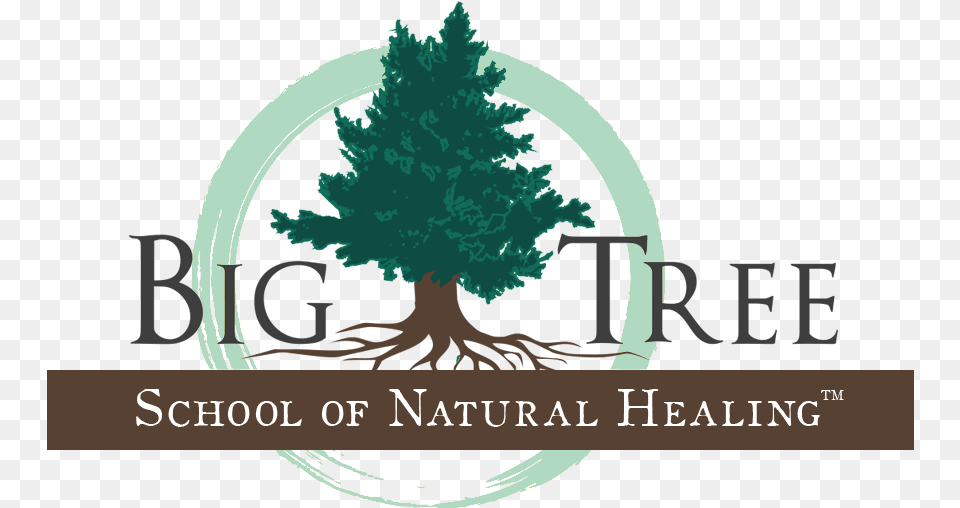 Home Big Tree School Of Natural Healing Colorado Spruce, Plant, Vegetation, Land, Nature Png Image