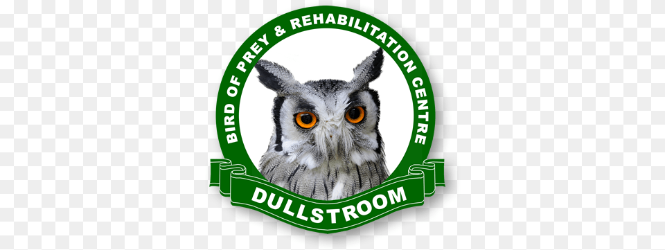 Home Birds Of Prey Dullstroom Bird Of Prey And Rehabilitation Centre, Animal, Logo Png Image