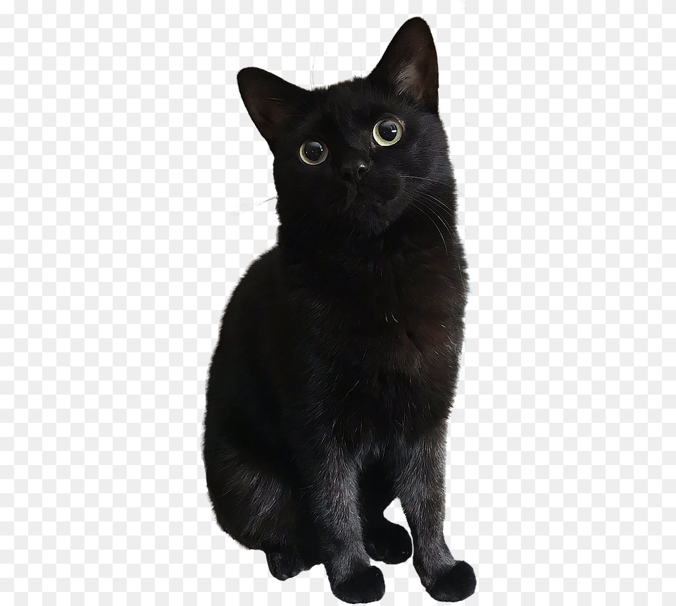Home Black Cat, Animal, Mammal, Pet, Black Cat Png