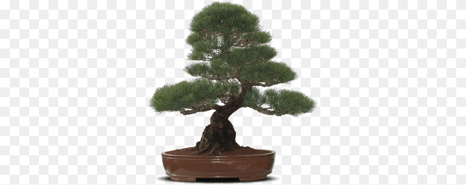 Home Bonsai Tree Tree Showpiece, Plant, Potted Plant, Conifer Png