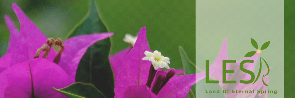 Home Bougainvillea, Flower, Geranium, Petal, Plant Png
