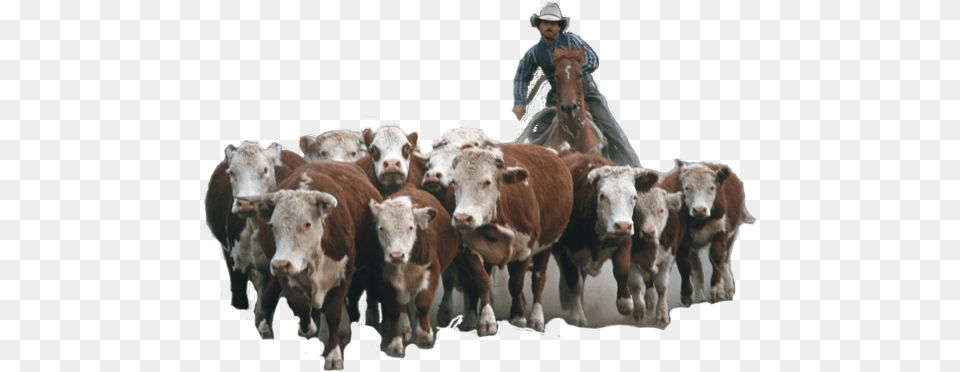 Home Buyers In Real Estate Marketing Herd, Animal, Cattle, Cow, Mammal Png