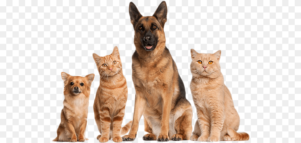 Home Cat And Dog Transparent, Animal, Canine, Mammal, Pet Free Png Download