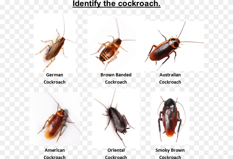 Home Cockroach Pest Control Identify The Roach Australian Cockroach, Animal, Insect, Invertebrate Free Png