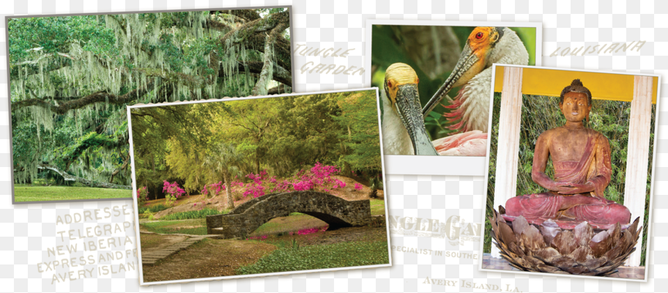 Home Collage 08 Botanical Garden, Vegetation, Art, Plant, Adult Free Png