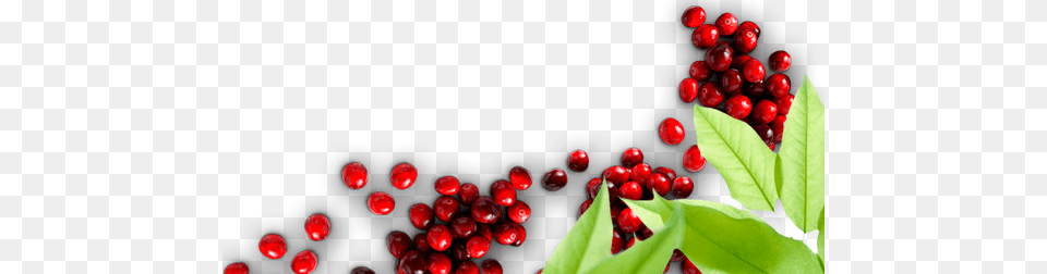 Home Cranberry Marketing Committee, Cherry, Food, Fruit, Plant Free Png