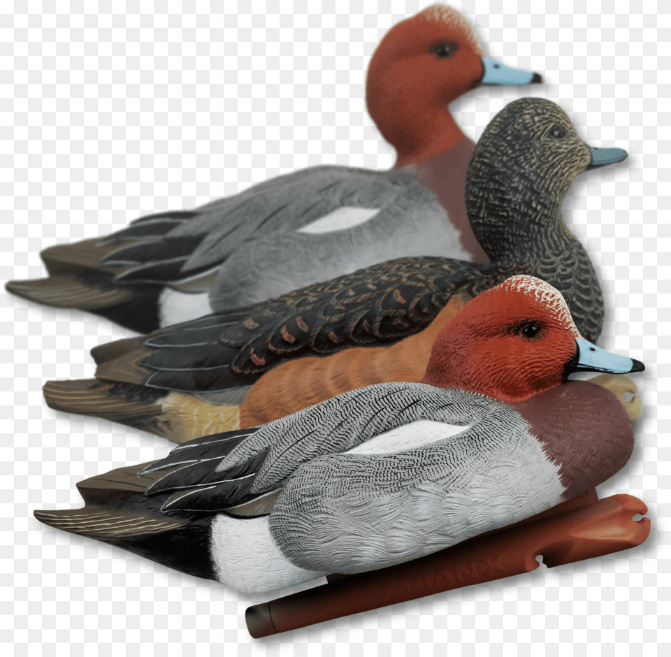 Home Decoys Duck Hunting Decoys Avian X Wigeon Duck Decoys, Animal, Anseriformes, Bird, Waterfowl Png