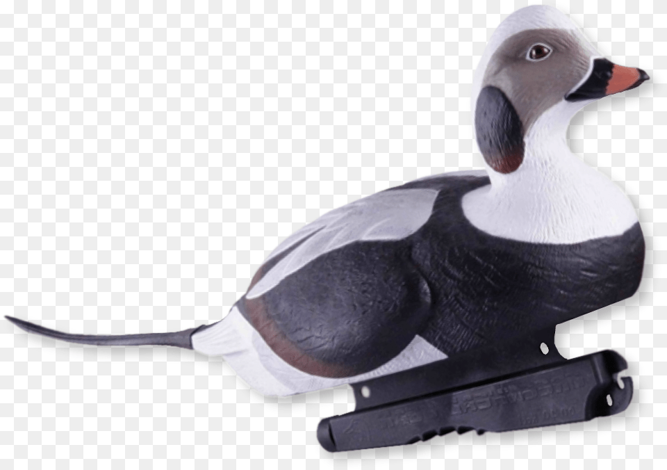 Home Decoys Duck Hunting Decoys Duck, Animal, Anseriformes, Bird, Waterfowl Free Png Download