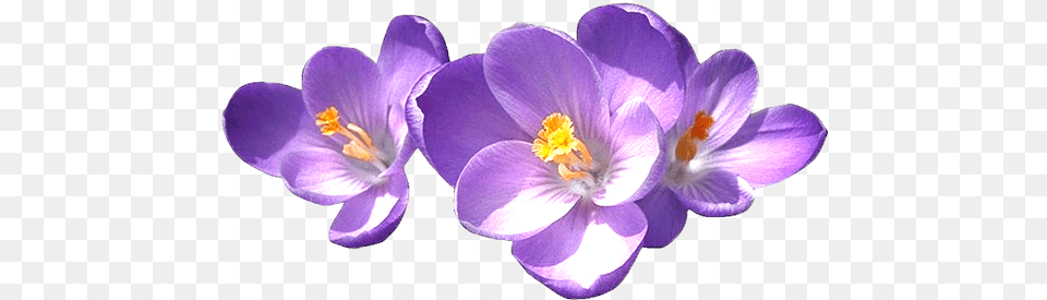 Home Delta Sigma Theta Flower, Plant, Anther, Crocus, Petal Png Image