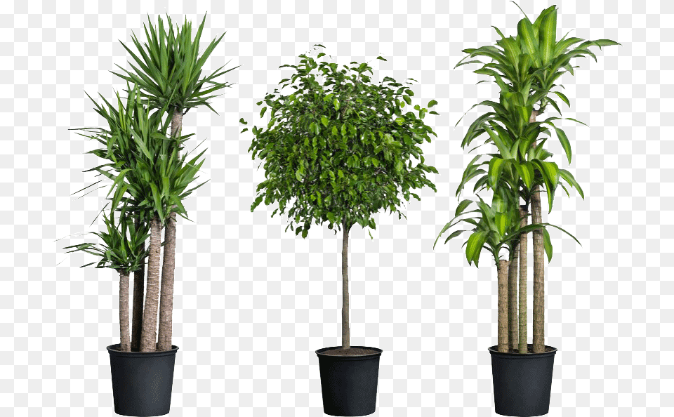 Home Depot Have House Plants Download Transparent Indoor Plants, Palm Tree, Plant, Potted Plant, Tree Png Image