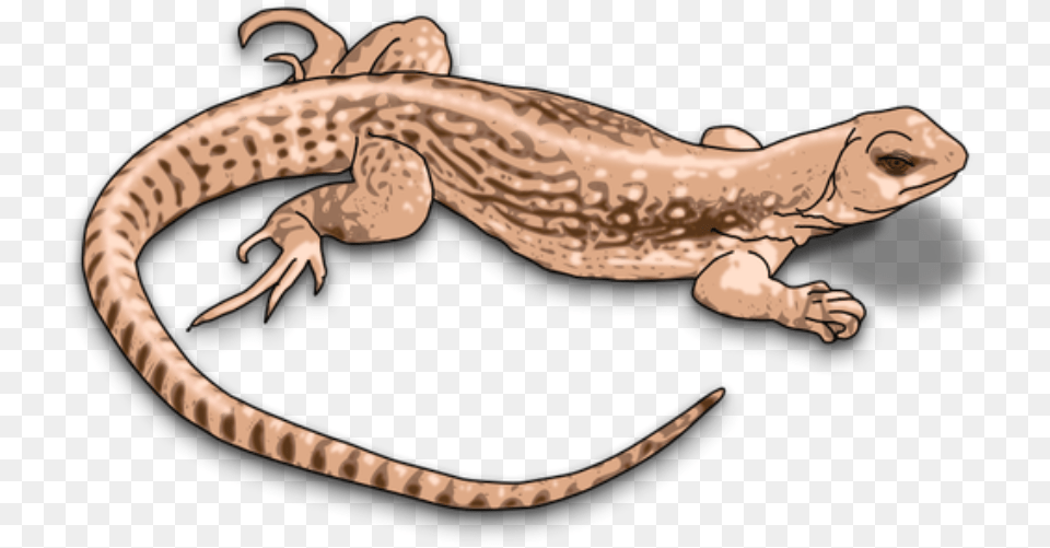Home Desert Lizard Clipart, Animal, Gecko, Reptile, Anole Free Transparent Png