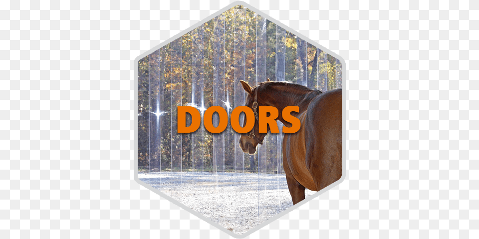 Home Doors Hexagon Christmas Card, Animal, Horse, Mammal, Colt Horse Png Image