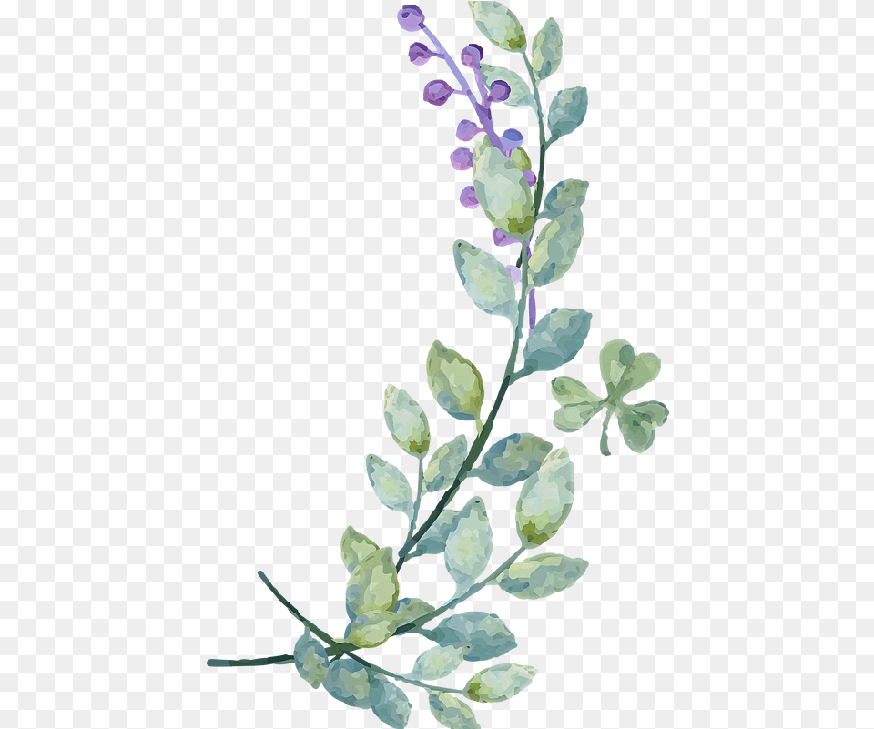 Home Echo Flower, Plant, Acanthaceae, Purple, Herbal Png