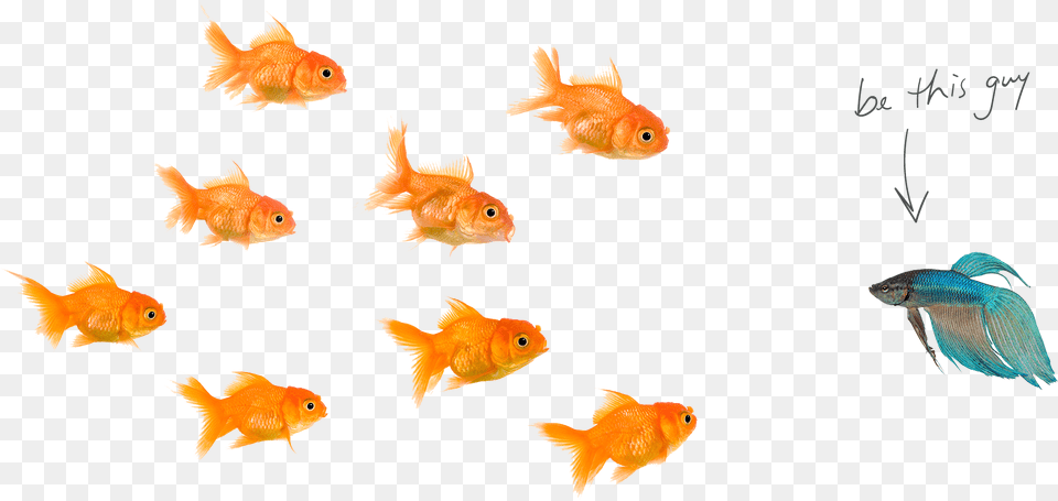 Home Fishes Of Fishes, Animal, Fish, Sea Life, Goldfish Png Image