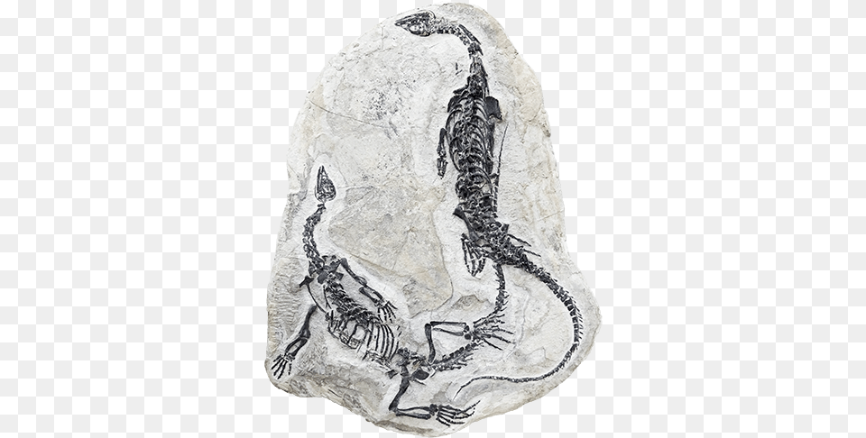 Home Fossilie, Fossil Png Image