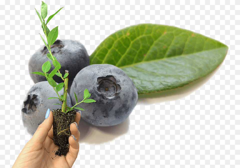 Home Fresh, Berry, Blueberry, Food, Fruit Free Png Download