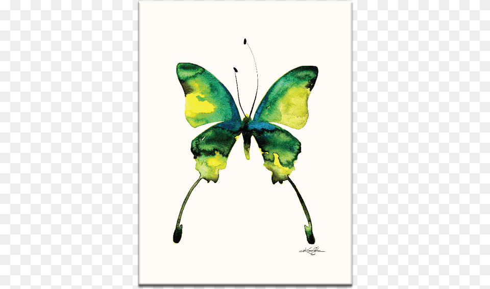 Home Gerahmtes Leinwandbild Schmetterling 5 Artist Lane, Leaf, Plant, Animal, Insect Free Transparent Png