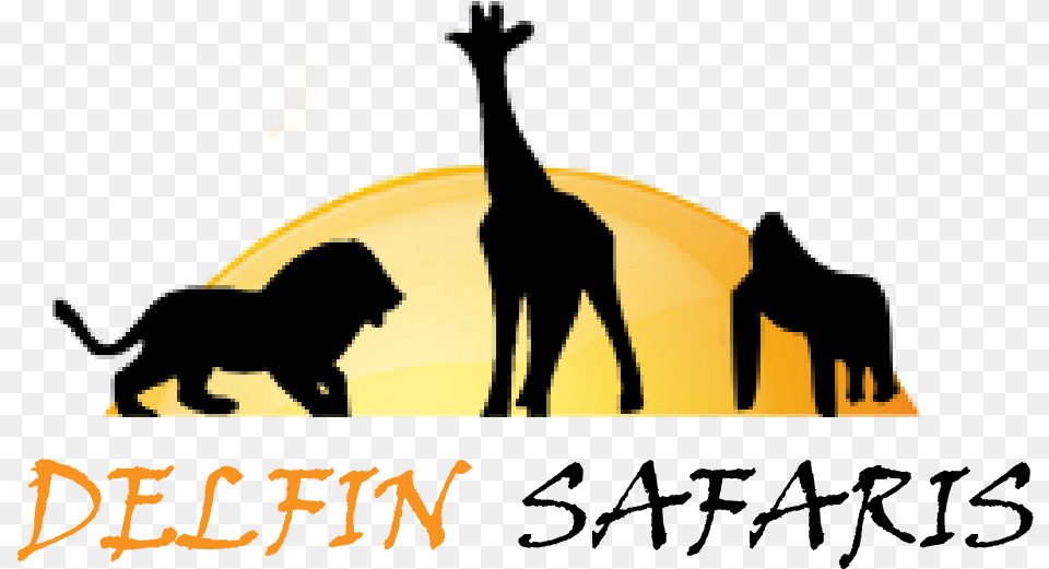 Home Giraffe, Silhouette, Outdoors, Animal, Wildlife Png Image