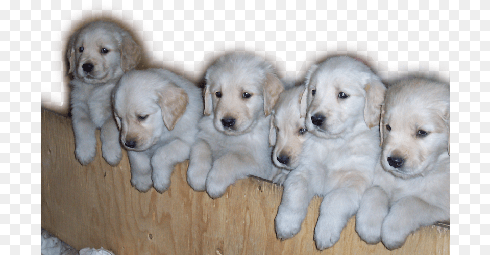 Home Golden Retriever Puppies, Animal, Canine, Dog, Mammal Png