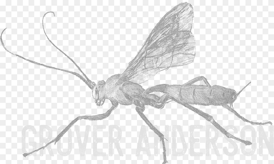 Home Grover Anderson Parasitism, Animal, Bee, Insect, Invertebrate Free Transparent Png