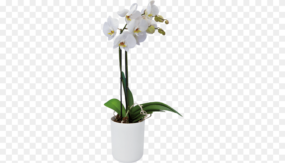 Home Gt Collection Gt B Moth Orchid, Flower, Plant, Flower Arrangement Free Transparent Png