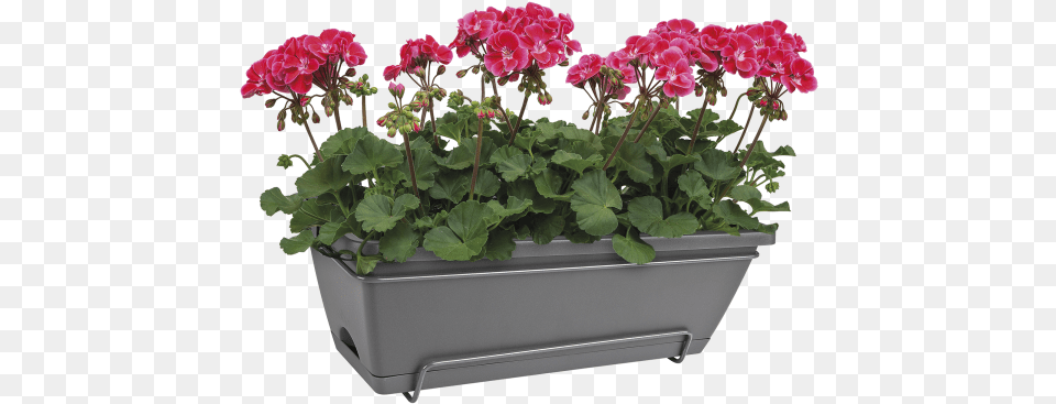 Home Gt Collection Gt Barcelona Allin1 50cm Flowerpot, Flower, Geranium, Plant, Potted Plant Png