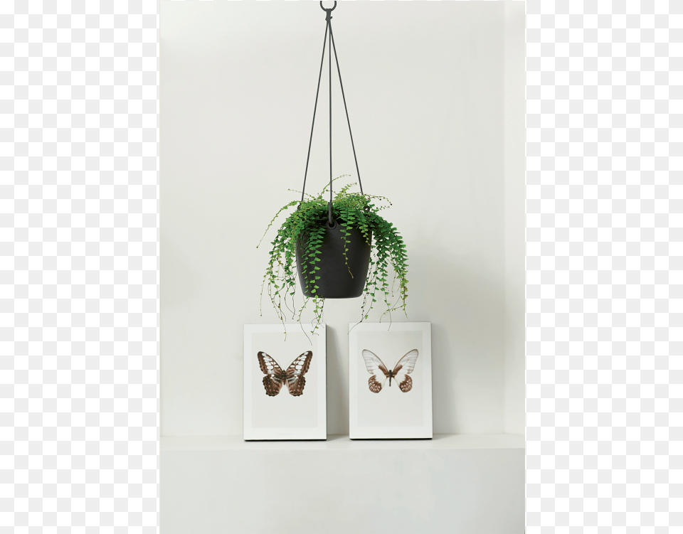 Home Gt Collection Gt Brussels Hanging Basket Elho Brussels Hanging Basket 18cm White, Jar, Plant, Planter, Potted Plant Free Png