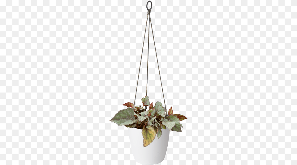 Home Gt Collection Gt Brussels Hanging Basket Elho Loft Urban Hanging Basket 20cm Anthracite, Jar, Plant, Planter, Potted Plant Free Png