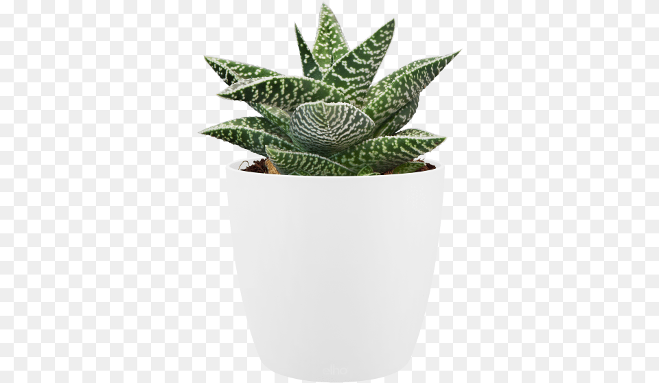 Home Gt Collection Gt Brussels Round Mini Mini Pot Plant, Jar, Planter, Potted Plant, Pottery Png Image