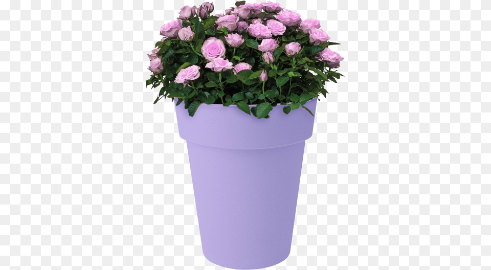 Home Gt Collection Gt Green Basics Top Planter High Flowerpot, Flower, Rose, Potted Plant, Plant Png Image