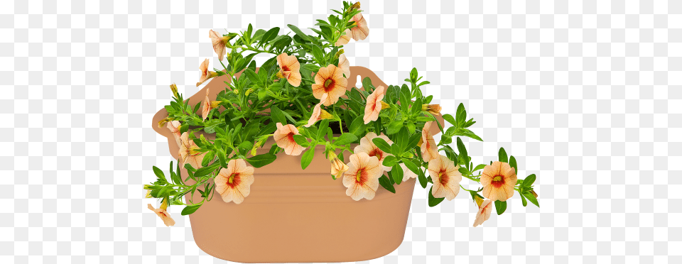 Home Gt Collection Gt Green Basics Wall Basket Elho Green Basics Easy Hanger Small Mild Terra, Flower, Pottery, Potted Plant, Planter Free Png Download